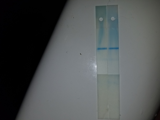 Clearblue Digital Pregnancy Test