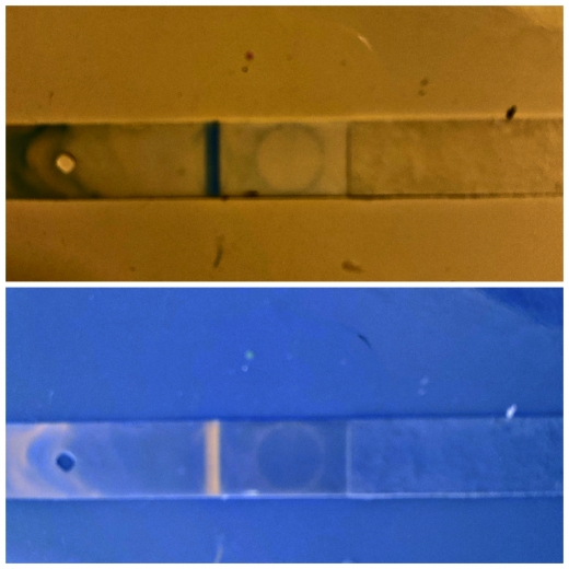 CVS One Step Pregnancy Test