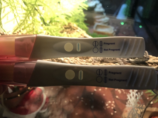 Home Pregnancy Test
