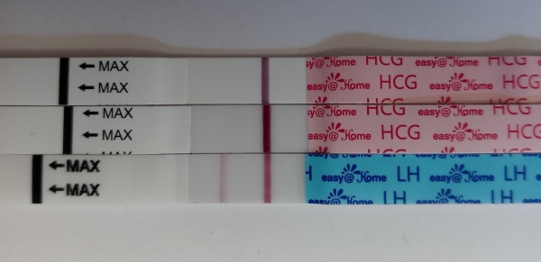 Home Pregnancy Test