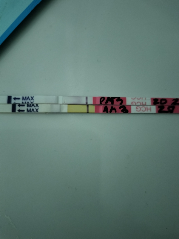 Clinical Guard Pregnancy Test, FMU, Cycle Day 34