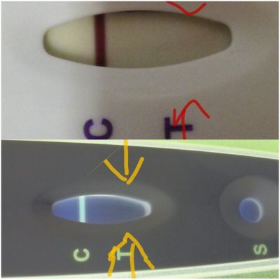 New Choice Pregnancy Test